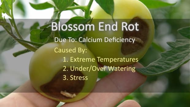 blossom-end-rot-tomatoes-turning-black-on-the-bottom