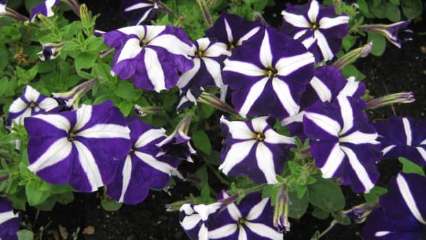 how-to-grow-the-prettiest-annual-petunias
