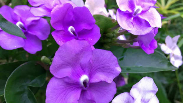 planting-a-garden-with-purple-tropical-flowers