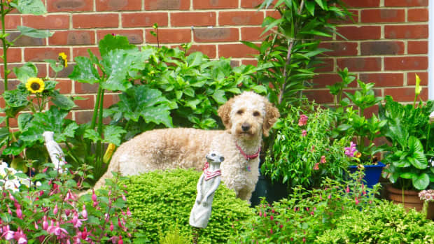top-5-sturdy-garden-plants-for-dog-owners