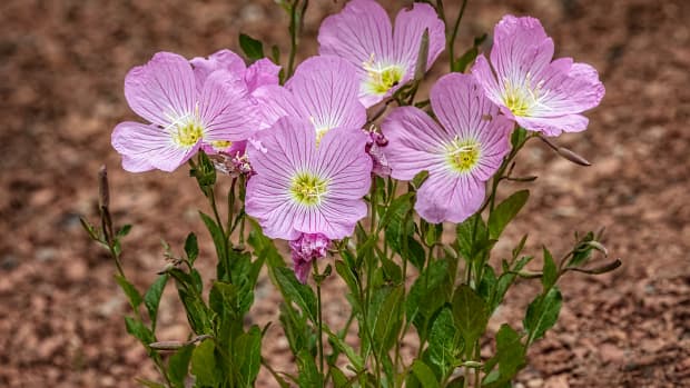 when-where-and-how-to-grow-amazing-evening-primrose-pink-ladies