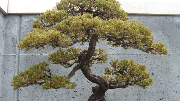 essential-tools-to-create-beautiful-bonsai