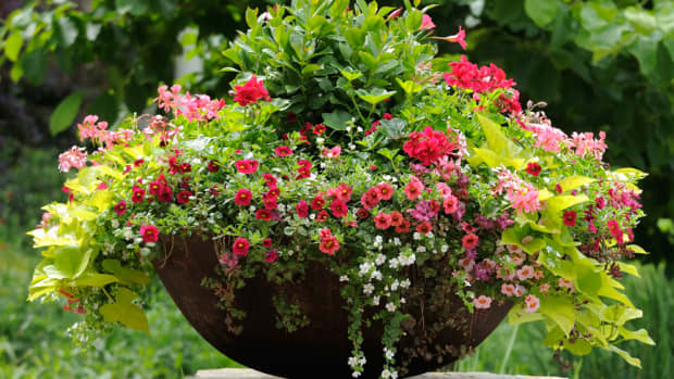 the-advantages-of-container-gardening