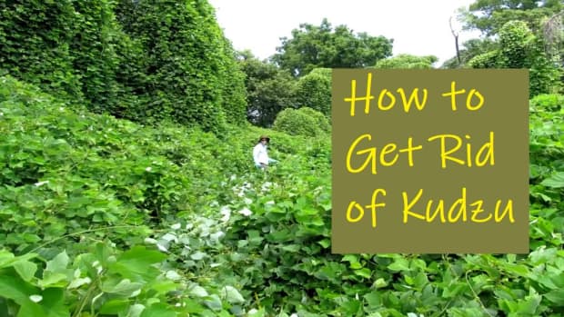 how-to-get-rid-of-kudzu