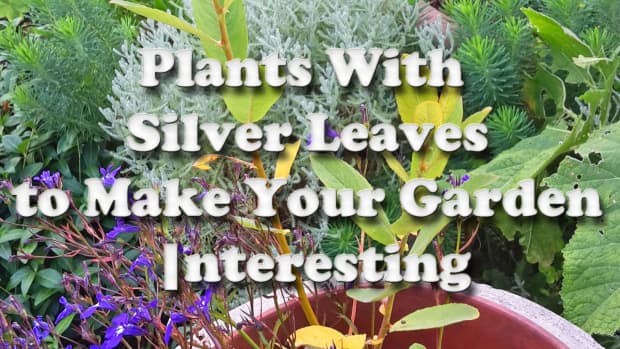5-plants-with-silver-leaves-to-make-your-garden-interesting
