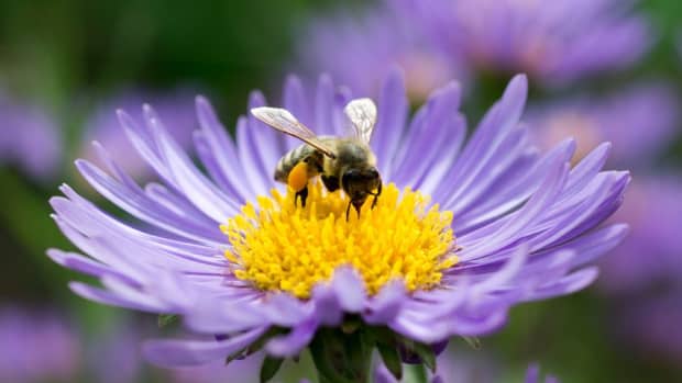 planting-your-bee-friendly-garden