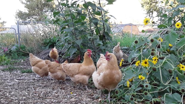 how-to-protect-landscape-from-marauding-chickens