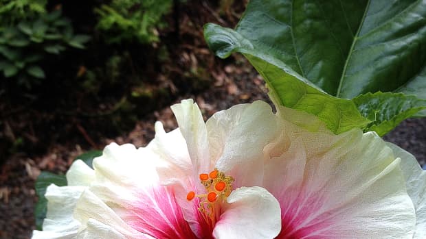 Planting a Garden With All White Tropical Flowers (See Photos