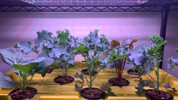 Hydroponics & Aquaponics DIY Hacks And How-Tos - Dengarden