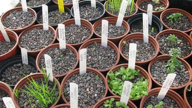 how-to-prevent-damping-off-disease-when-starting-seeds-indoors