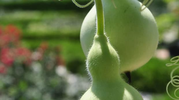 How To Grow And Dry Ornamental Gourds Dengarden