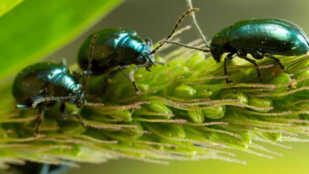 the-flea-beetle-an-enemy-to-many-of-your-vegetables