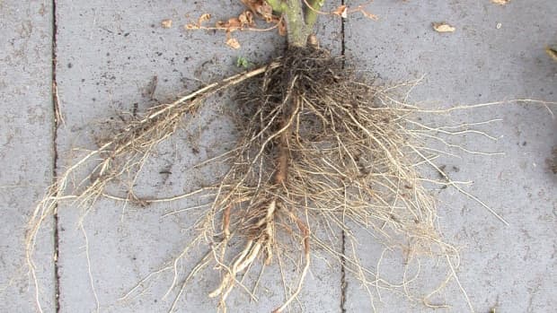 how-deep-do-tomato-roots-grow