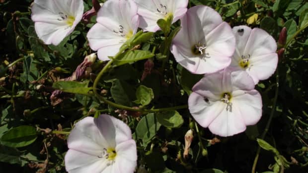 how-to-get-rid-of-bindweed-creeping-jenny