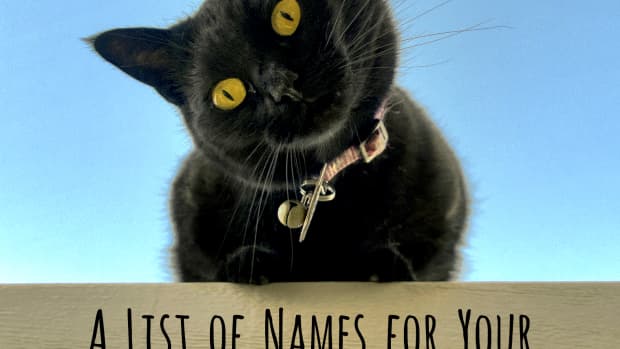cool-unique-and-creative-black-cat-names-for-your-beloved-pet