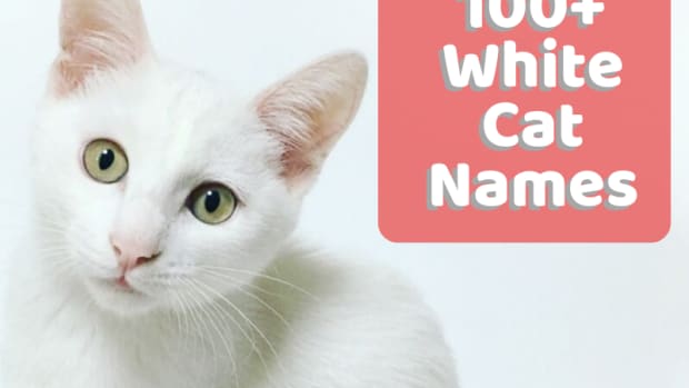 names-for-white-cats