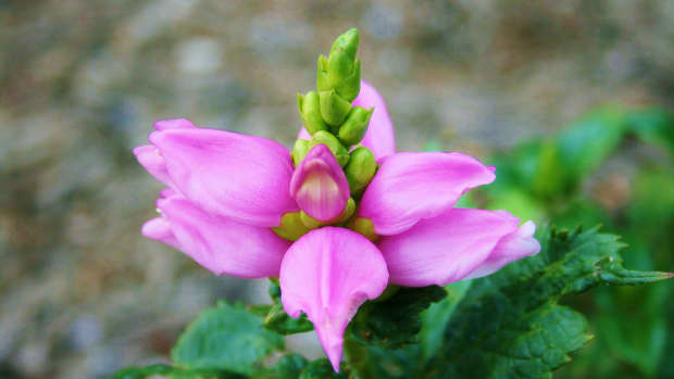 tips-for-growing-turtlehead