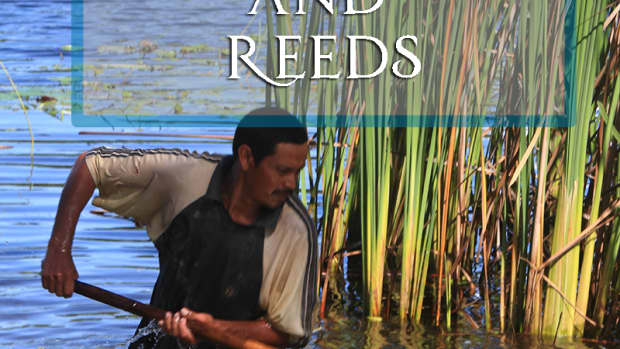 cutting-cattails-bulrushes-and-reeds