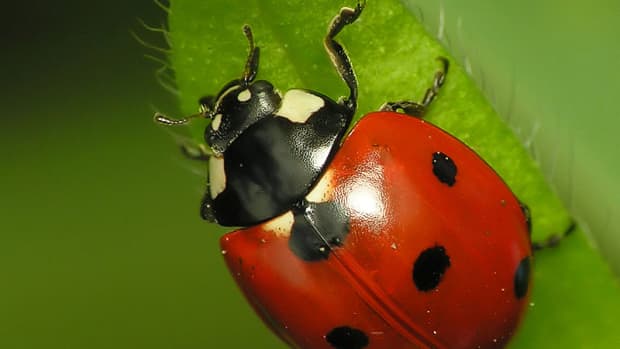 Good Vs. Bad Ladybugs In Your Garden And How To Tell The Difference ...