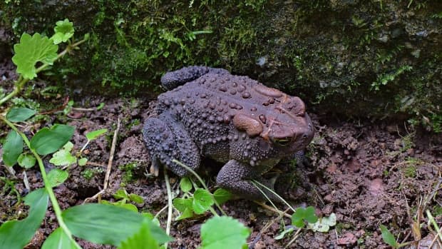 how-to-attract-toads-to-your-garden