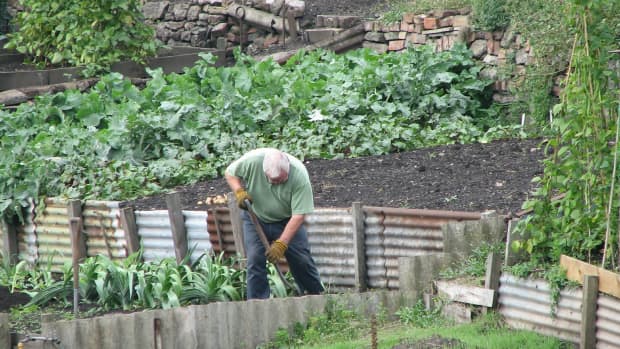 how-to-prepare-your-vegetable-plot-or-allotment-for-next-spring