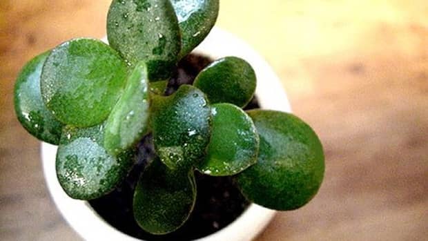 how-to-care-for-a-jade-plant