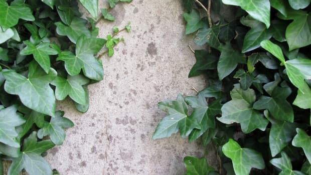 English Ivy Facts, Uses, and Problems - Dengarden