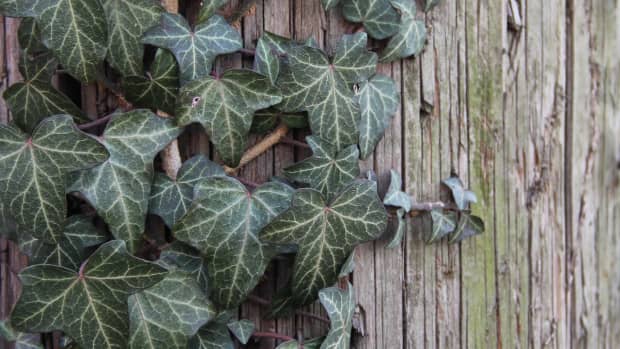 how-to-grow-english-ivy