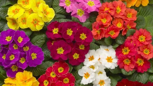 growing-primrose-flowers-as-annuals-or-perennials