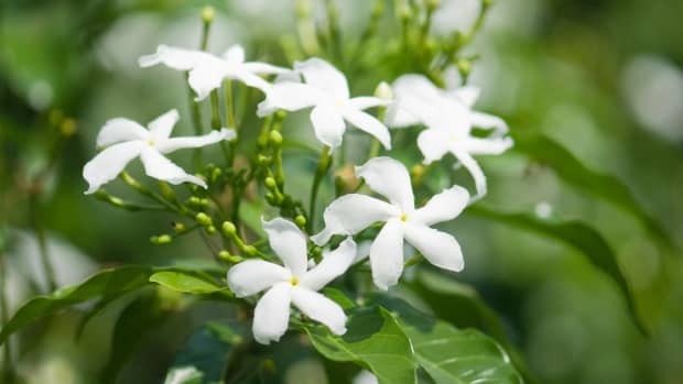 looking-for-fragrance-in-your-yard-try-planting-jasmine