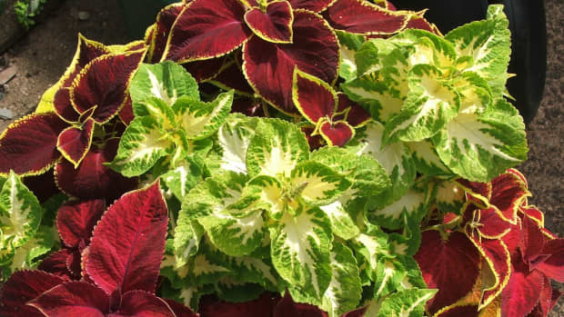 how-to-care-for-the-coleus-plant