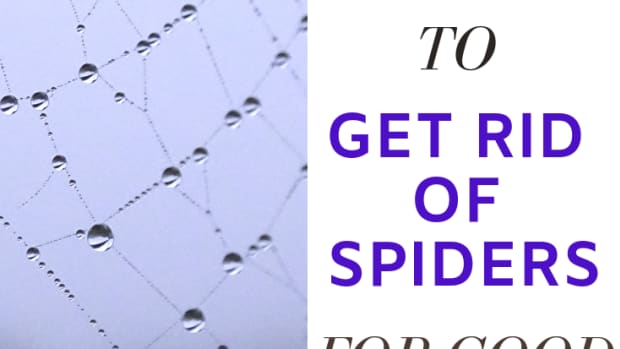 how-to-get-rid-of-spiders-in-house