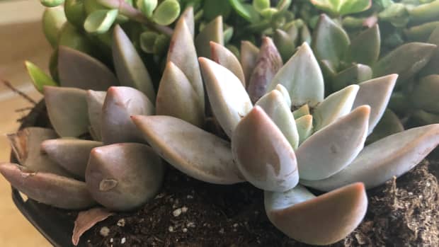how-to-propagate-succulents