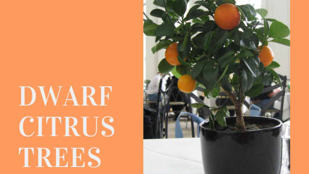 how-to-grow-a-dwarf-citrus-tree