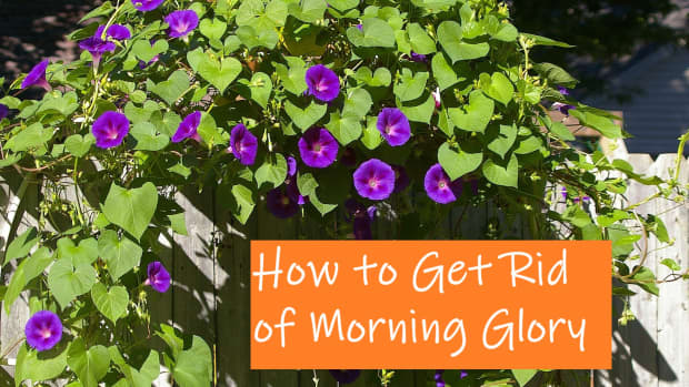 how-to-get-rid-of-morning-glory-safely-permanently
