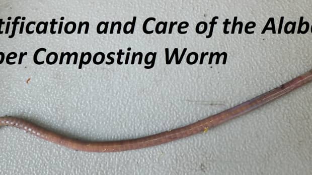 alabama jumper worm
