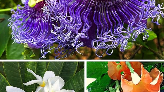 14-easy-to-grow-fragrant-tropical-flowering-plants