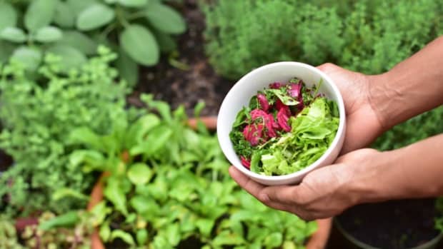 how-to-maintain-a-healthy-garden