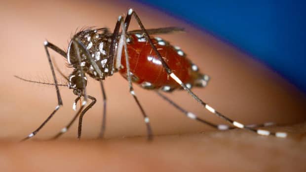 three-mosquito-borne-diseases-threatening-the-southern-us-zika-dengue-and-chikungunya
