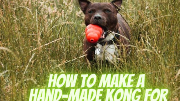improvising-a-hand-made-kong-for-reactive-dogs