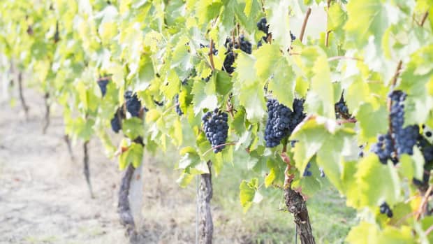 vineyard-winery-names