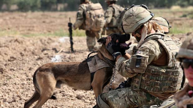 military-inspired-names-for-tough-male-dogs