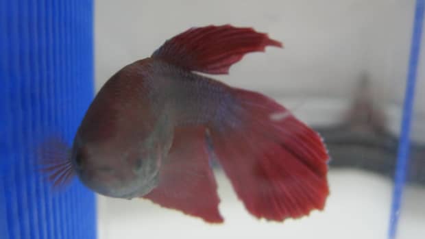diseases-of-a-betta-fish