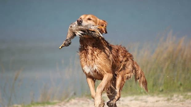 names-for-female-hunting-dogs