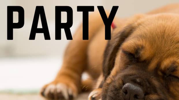 how-to-organize-a-puppy-socialization-party