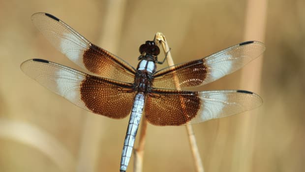 interesting-facts-and-information-on-the-dragonfly