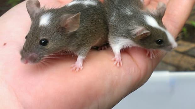 the-complete-guide-to-pet-mice