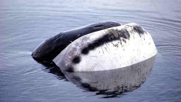 bowhead-whales-fascinating-and-vocal-mammals-of-the-arctic