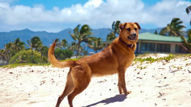 hawaiian-dog-names