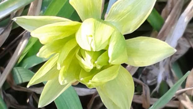 the-ugliest-daffodil-in-the-world-the-derwydd